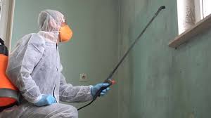 Best Black Mold Removal  in Preston, IA