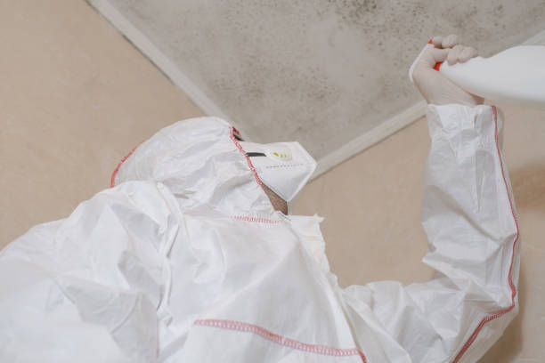 Best Attic Mold Removal  in Preston, IA